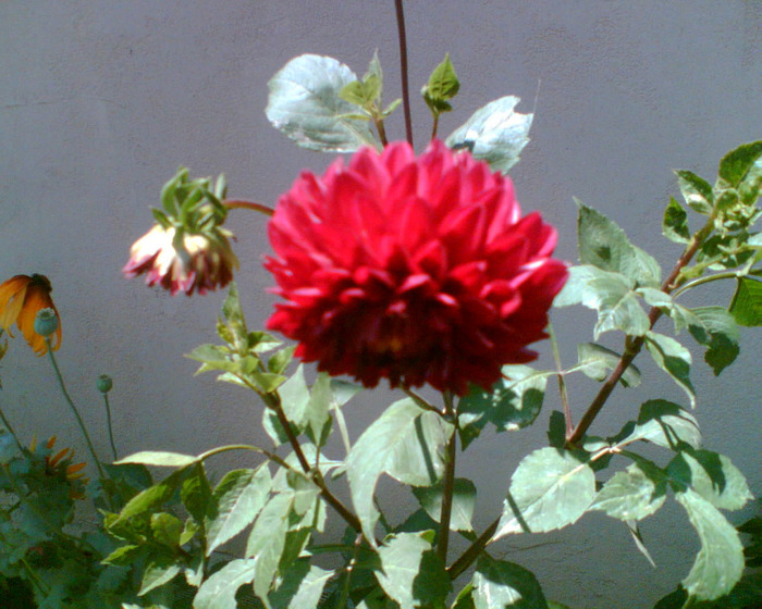 Imag007 - gradina 2011