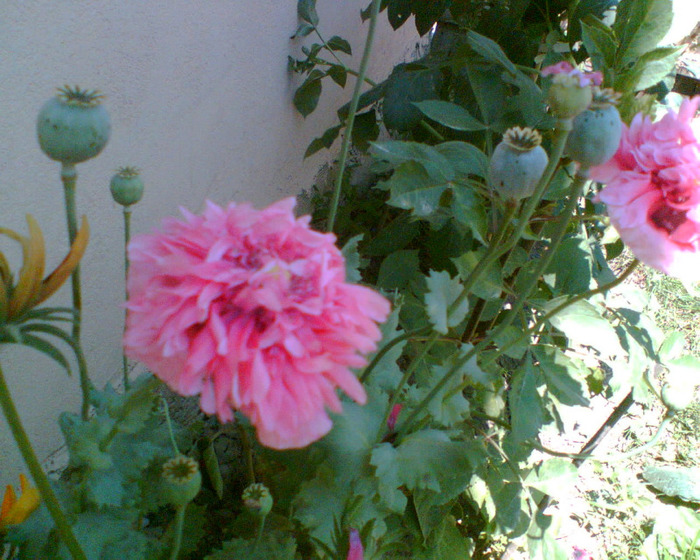 Imag009 - gradina 2011