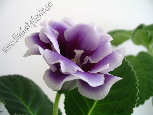 Gloxinia La Belle Dame 1 - GLOXINIA _ SINNINGIA