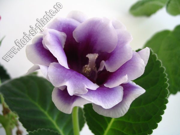 Gloxinia La Belle Dame 2 - GLOXINIA _ SINNINGIA