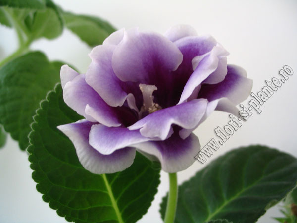 Gloxinia La Belle Dame 3