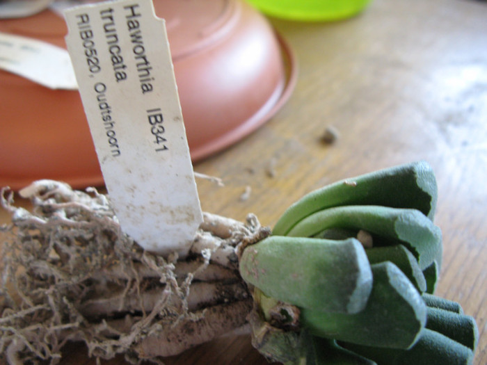 IMG_4693 - Haworthia si Gasteria