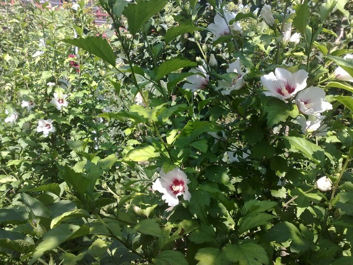 83 - Hibiscus Syriacus