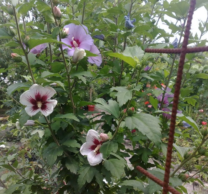 2 - Hibiscus Syriacus