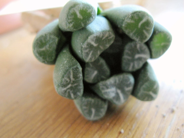 IMG_4698 - Haworthia si Gasteria