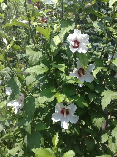 55 - Hibiscus Syriacus