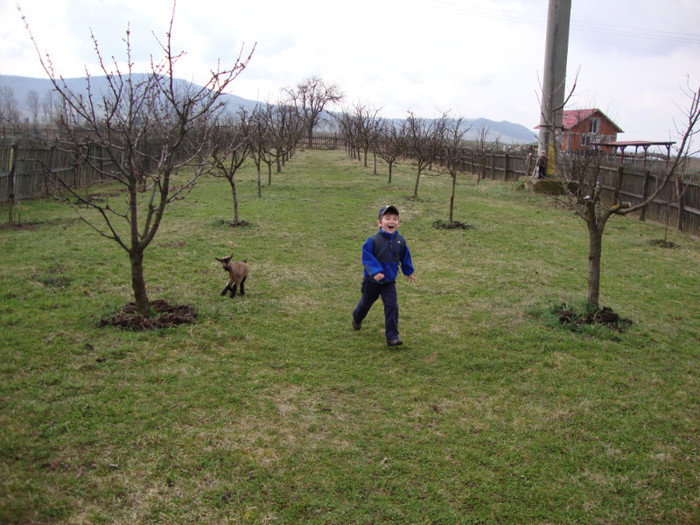 DSC03397 - CAPRE RASA ALPINA FRANCEZA