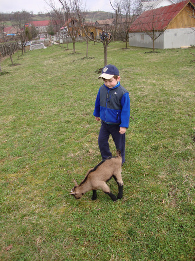 DSC03398 - CAPRE RASA ALPINA FRANCEZA