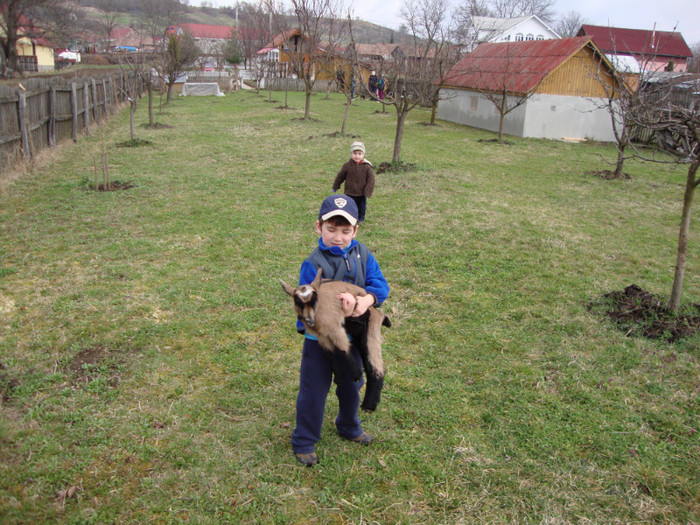 DSC03399 - CAPRE RASA ALPINA FRANCEZA