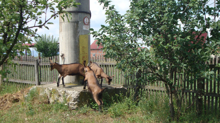 DSC03529 - CAPRE RASA ALPINA FRANCEZA