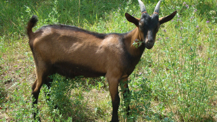 DSC03530; tapul la 4 luni
