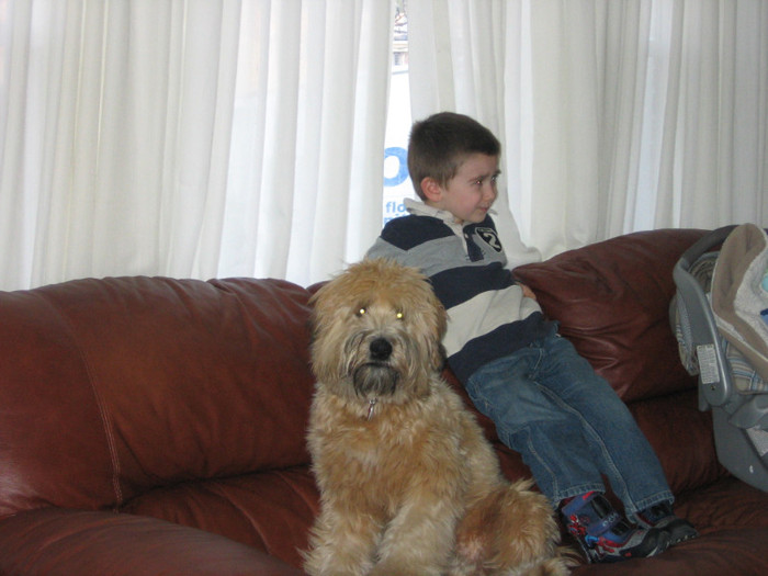 IMG_3930 - IRISH SOFT COATED WHEATEN TERRIER