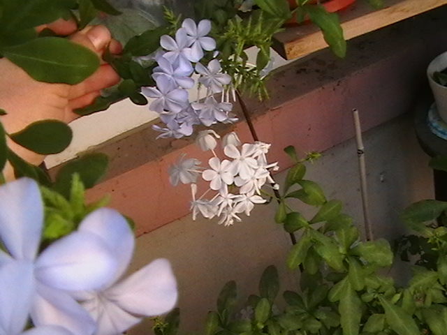 Picture 060