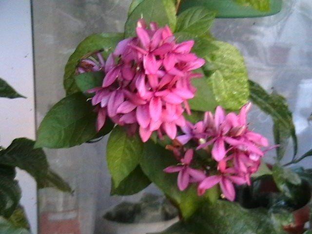 Picture 001