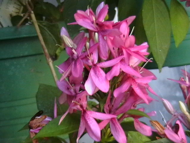 rutya ruspolia