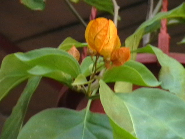 Picture 004