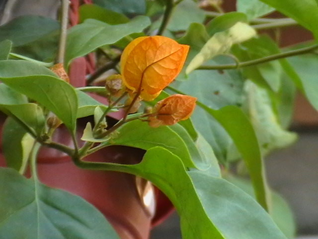 Picture 005