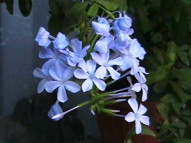 Picture 006