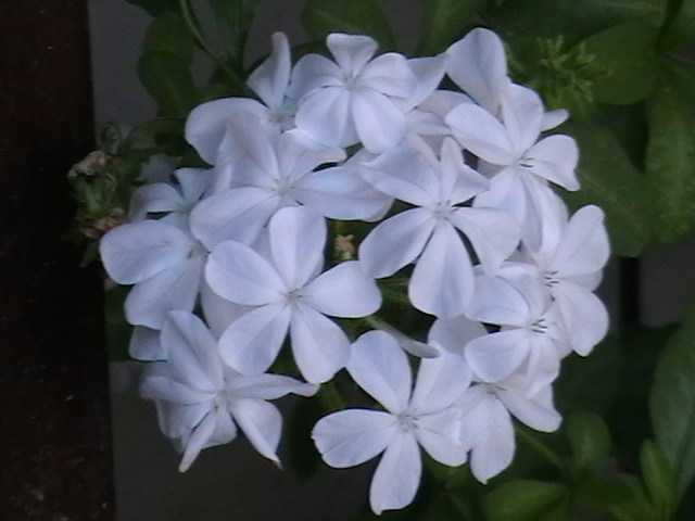 Picture 007