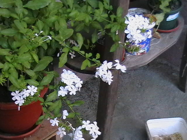Picture 008
