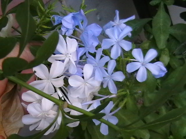 PLUMBAGO ALB SI ALBASTRU