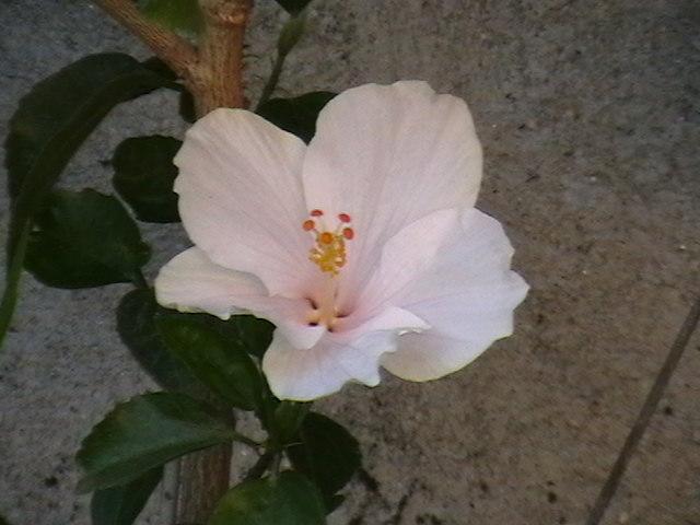 Picture 012