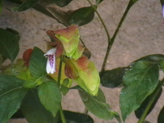 Picture 013