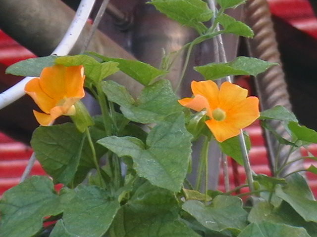Picture 014