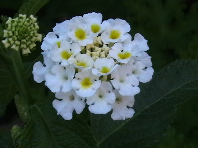 Picture 015