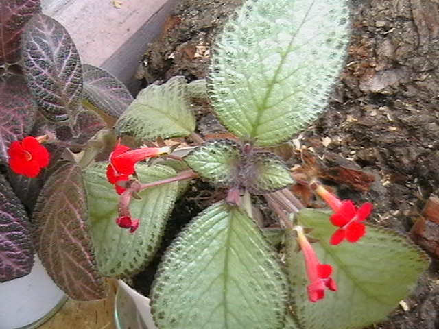 Picture 021