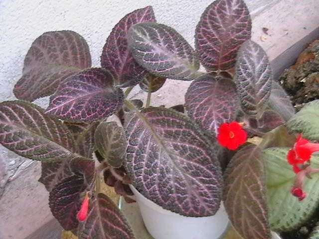 Picture 022
