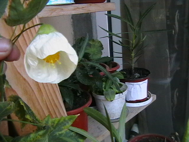 Picture 054 - oxigenul din case 2011