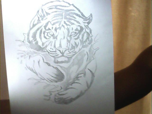 tigru - animale