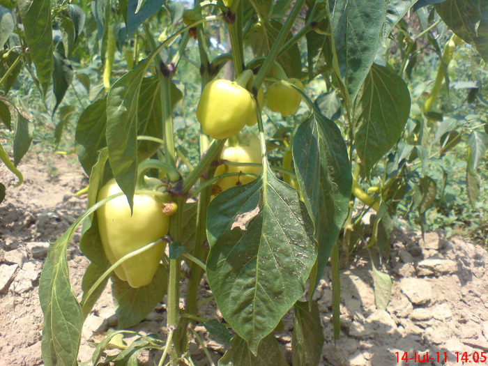 DSC00531 - legume