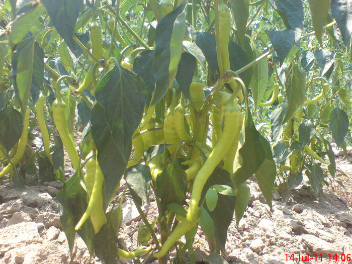 DSC00532 - legume