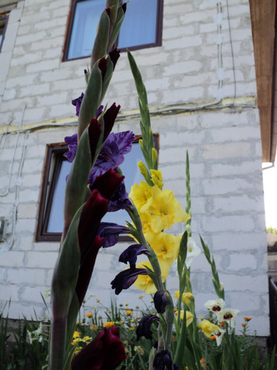 DSC03586 - Gladiole 2011