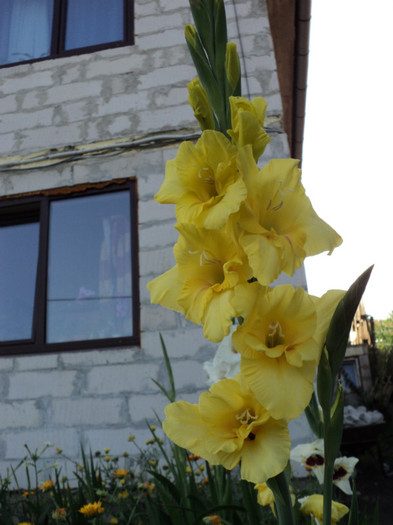 DSC03587 - Gladiole 2011