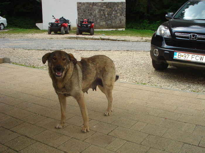 SI EU VREAU CEVA - PE DRUMURI DE MUNTE