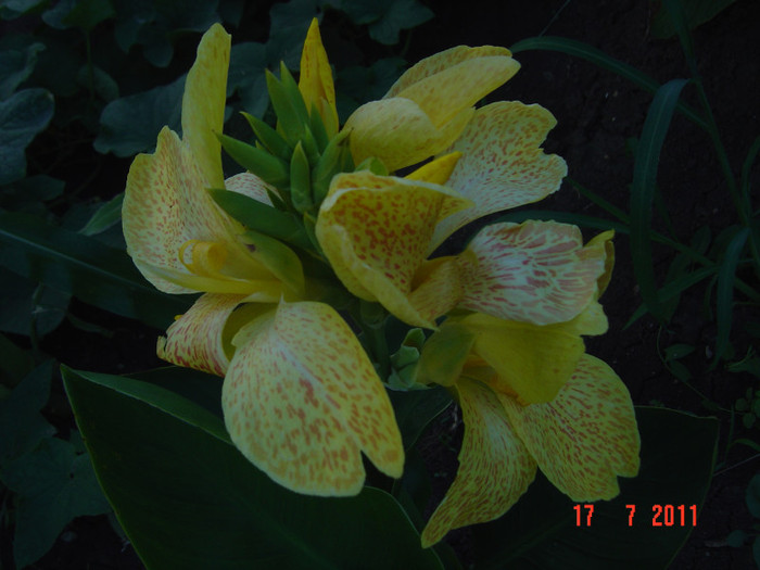 Picture 2124 - CANNA INDICA