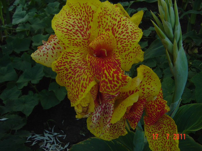 Picture 2123 - CANNA INDICA