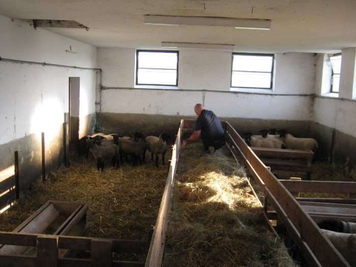 -berbeci de vanzare-fam.Schutz