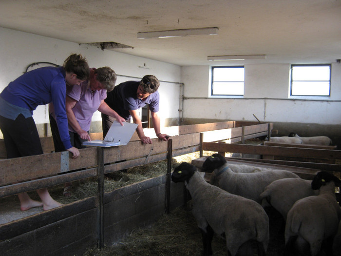 Baetii la achizitii de oi suffolk