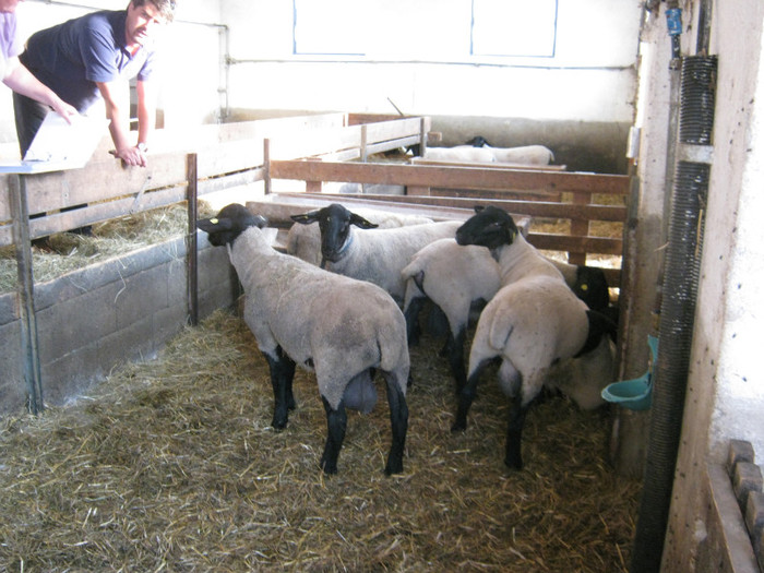 Asteas berbecii ce vor fi licitati