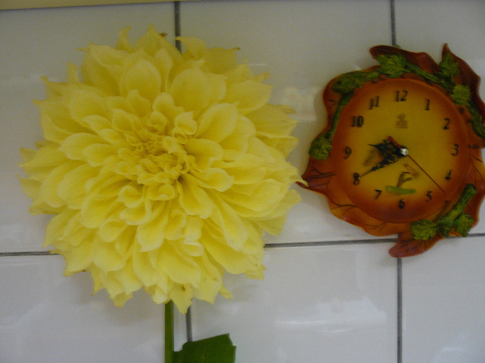P1010627; Florile m-au rasplatit cu frumusetea lor mai mult decat m-am asteptat
