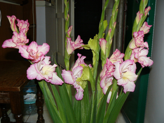 P1010629 - Gladiole