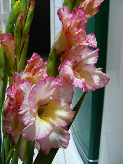 P1010630 - Gladiole