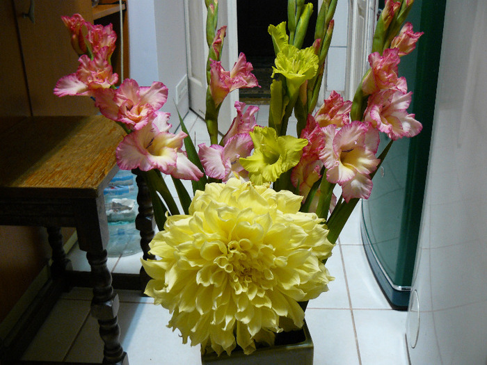 P1010635 - Gladiole