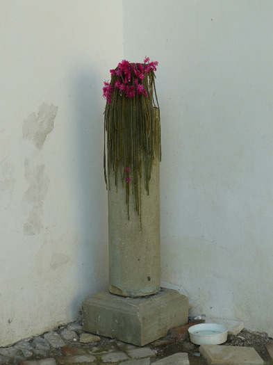 P1010479