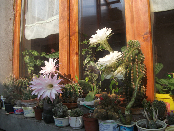 DSCF5278; colectia mea de cactusi..
