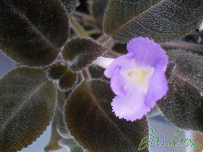 Chocolate velour - 2011 Episcia